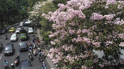 Duo kakak beradik ini memang punya karakter yang khas. Cantiknya Bunga Sakura di Surabaya yang Mekar Dimusim ...