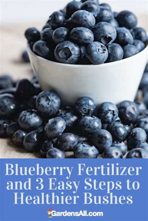 If so, learning how to sterilize soil may be the thing you need to make your garden thrive this year. Blueberry Fertilizer and 3 Easy Steps to Healthier Bushes ...