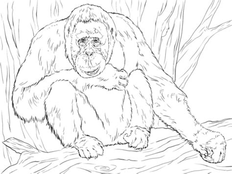 Orangutan coloring page for kids. Ausmalbild: Realistischer Borneo-Orang-Utan | Ausmalbilder ...