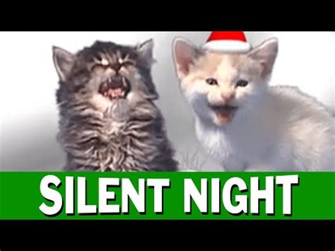 13 cats who love christmas. Jingle Cats Silent Night - YouTube