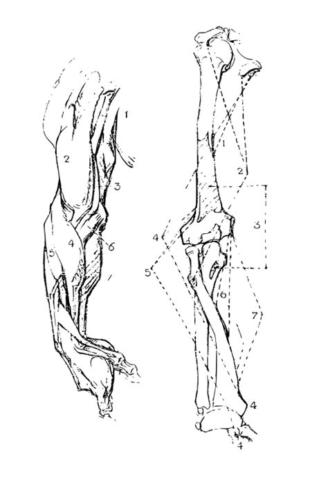 Here are the 3 best figure drawing books to study from to improve your anatomy and drawings! Free Clipart: Constructive Anatomy Drawing Book 81 | rejon