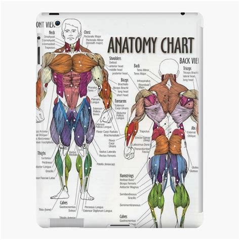 There are anterior muscles diagrams and posterior. Muscle Chart Back - Muscles Female And Male Anatomical Chart / Human muscle system, the muscles ...