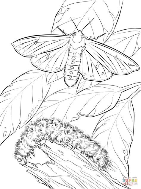 They feature some holes that will be apparent when the caterpillar eats the food. Woolly Bear Moth And Caterpillar coloring page | Free ...