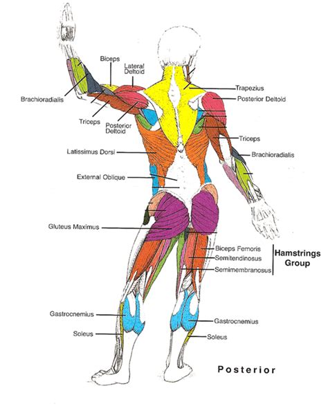 How to build a wide back. Muscles Diagrams: Diagram of muscles and anatomy charts