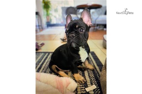 Check spelling or type a new query. Misha: French Bulldog puppy for sale near Tampa Bay Area, Florida. | 597f325f-0e81