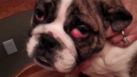 The cause of cherry eye is not completely known, but it is thought to be genetic and perhaps the result of weakened eyelid tissue. English Bulldog with cherry eye - YouTube