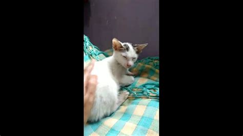Bahkan warna hitam juga terlihat pada bagian hidung dan bantalan kaki. Kucing putih kecil kaki nya kesakitan - YouTube