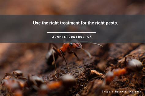 After preventive steps have been taken, you can use baits as a first line of chemical defense against insects or rodents. Keeping Children and Pets Safe During Pest Control | JDM ...
