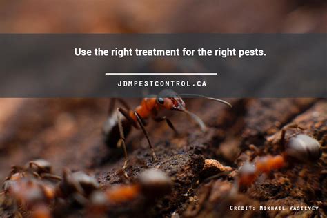 If the nest has been treated with a pesticide we suggest you wear protective clothing and gloves. Keeping Children and Pets Safe During Pest Control | JDM ...