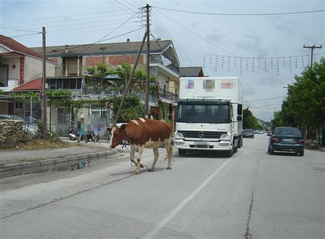 Πλατεία αγίας αικατερίνης, ηράκλειο 19. ΙΩΑΝΝΙΝΑ:Αγελάδα με διάθεση για πρωινή βόλτα ...σε ...