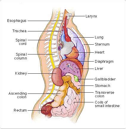 The left kidney, small intestine and descending colon are all found at the lower left side of the back, also known as the left lumbar region. VISHAL GOSAI: Human Body