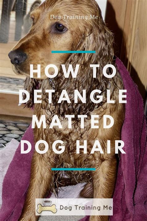 How do you get rid of matted clumps of hair? How to Detangle Matted Dog Hair | Matted dog hair, Dog ...