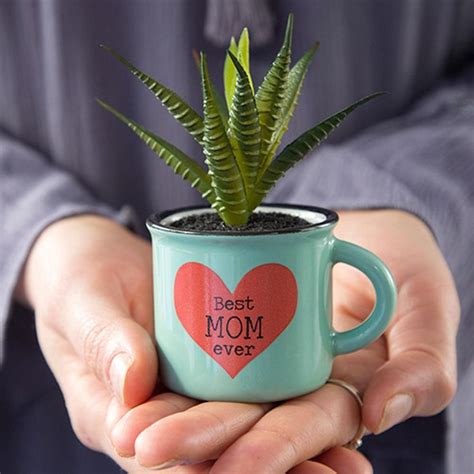Maybe you would like to learn more about one of these? Natural Life Mini Mug Succulent Keepsake Desk Plant - Best ...