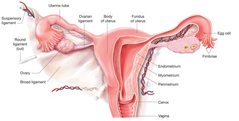 During pregnancy the uterus wall expands to accommodate the growing baby. Endocrine system | Anatomy of the endocrine system