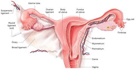 12 photos of the anatomy of the female trunk. The uterus | Anatomy of the uterus | Physiology of the ...