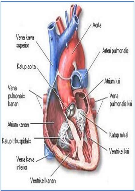 Maybe you would like to learn more about one of these? c@rdiaC lOVer: MELIHAT LEBIH DEKAT INDAHNYA JANTUNG BEKERJA