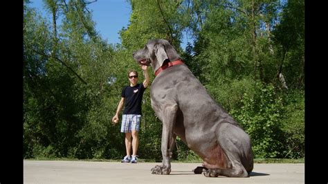 What is the largest word in the world. BIGGEST DOGS - 9 OF THE LARGEST DOG BREEDS IN THE WORLD ...