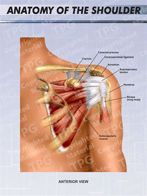 Shoulder pain is a symptom rather than a condition in itself. Coracoid Process Archives - Presentation Group - Medical ...