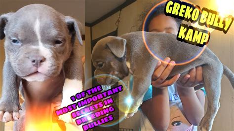 Rather than buy american bully puppy food, parents can make meals at home. Blue ghost tri american bully puppy update keeper pocket ...