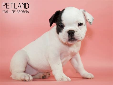 Located in rock spring, georgia we are breeders of purebred akc english bulldogs from healthy, show quality bloodlines. French Bulldog Puppies - Petland Mall of Georgia