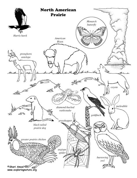 And see also some randomly maybe you like North America | Desert animals coloring, North american ...