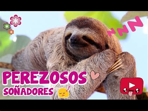 Ver más ideas sobre perezoso, oso perezoso, animales. PEREZOSOS SOÑADORES - YouTube