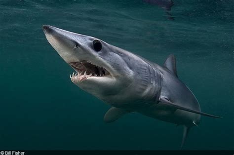 Mako sharks are solitary individuals but may be grouped according to sex. Pin on OCEAN LIFE