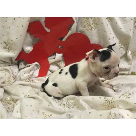 We have a few boston terrier puppies that will be ready for their new home soon. Akc boston terrier 4 adorable female puppies in Waipahu, Hawaii - Puppies for Sale Near Me