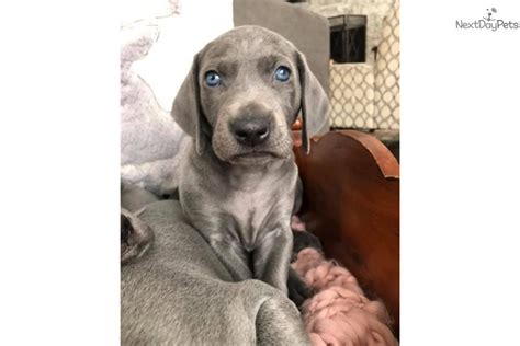 They will make a great family dog or akc registered, current on shots and worming. Blue: Weimaraner puppy for sale near Chicago, Illinois ...
