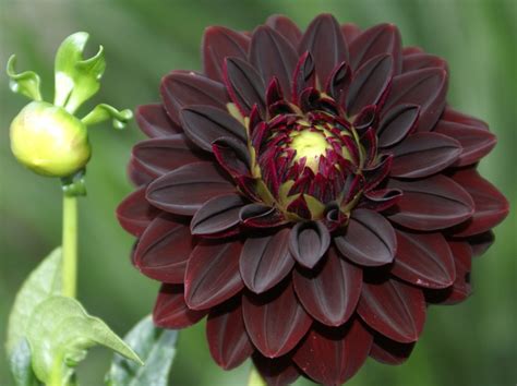 Dan's dahlias has been growing dahlias in washington state since 1983. A Black Dahlia - never truly black, but dark and lovely ...