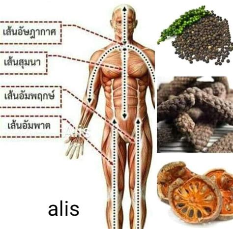 อัมพฤกษ์อัมพาตหรือโรคหลอดเลือดสมอง แบ่งได้เป็น 2 ประเภท คือ 1. สมุนไพรพื้นบ้าน โรคอัมพฤกษ์อัมพาต