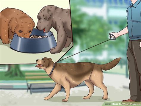 Just to clarify, i'm not the one weaning the puppies. How to Wean Puppies: 10 Steps (with Pictures) - wikiHow