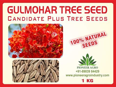 Constipation, inflammation, rheumatoid arthritis, diabetes, pneumonia, malaria. Gulmohar Delonix Regia 1 kg | Buy Gulmohar Seed Online in ...