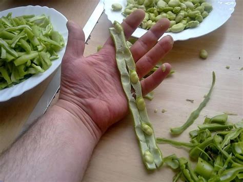 Para mi el tempeh es un alimento que merece una dado que el tempeh es un producto fermentado elaborado con habas de soja que tan solo han cocido 45 minutos, es necesario prepararlo y cocinarlo. Como aprovechar las vainas de las habas | Habas, Vainilla ...