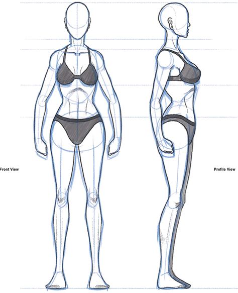 Here is a woman body or female figure anatomy proportion sheet. Woman Body Drawing at PaintingValley.com | Explore ...