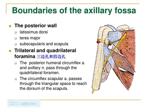 Axillary artery (a.axillaris) is a continuation of the subclavian artery (from level i of the rib). PPT - Regional Anatomy of the Upper Limb PowerPoint ...