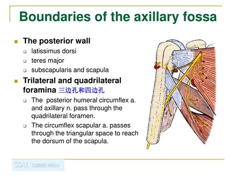 Start studying axilla boundaries and contents. PPT - Regional Anatomy of the Upper Limb PowerPoint ...