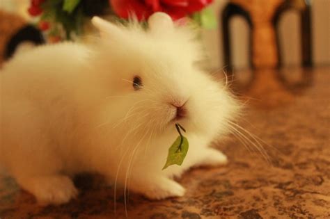 Rabbit) เป็นสัตว์ที่จัดอยู่ใน ไฟลัม สัตว์มีกระดูกสันหลัง ชั้น สัตว์เลี้ยงลูกด้วยนม อันดับกระต่าย (lagomorpha. Rabbit Lives.: กระต่าย