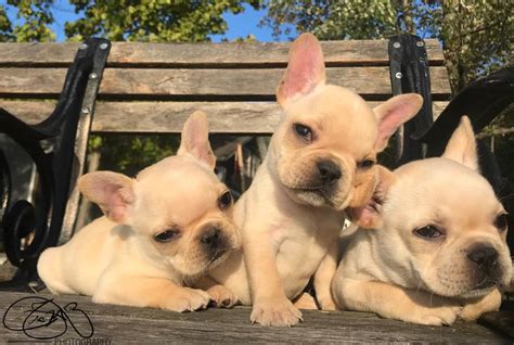 You'll find photos of cats, funny animated gifs, cute and adorable kittens and kitten gifs, cat behavior and tips, cat facts, breeds, health & first aid. The Best Parrots In The World: French Bulldog Puppies ...