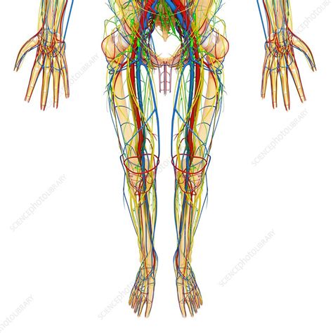 Lower body muscle anatomy conclusions. Lower body anatomy, artwork - Stock Image - F006/1136 ...