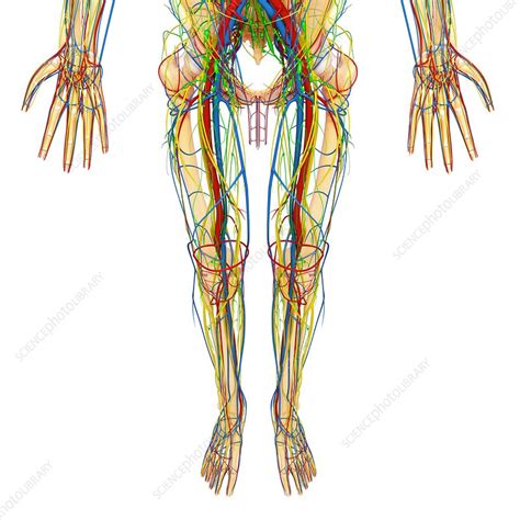 Lower body muscle anatomy conclusions. Lower body anatomy, artwork - Stock Image - F006/1136 - Science Photo Library