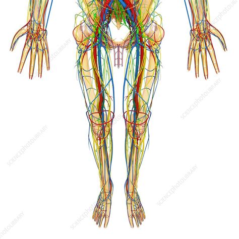 Free gross anatomy of the human body : Lower body anatomy, artwork - Stock Image - F006/1136 - Science Photo Library