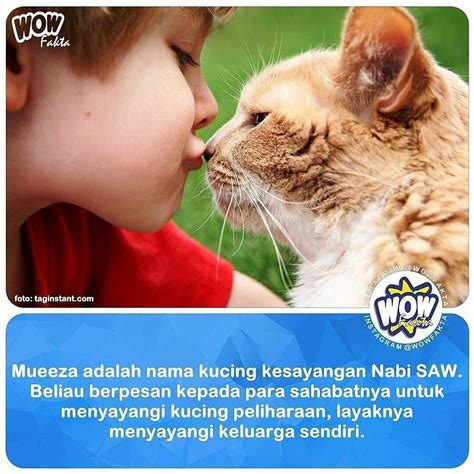 Kucing merupakan salah satu hewan kesayangan nabi muhammad , shallallahu 'alaihi wasallam. Nama Kucing Nabi Muhammad - KucingComel.com