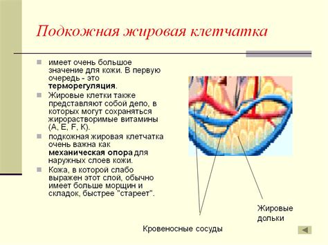 Кожевниковская начальная общеобразовательная школа барабинского района новосибирской области. Подкожная жировая клетчатка - Презентация 5770-9