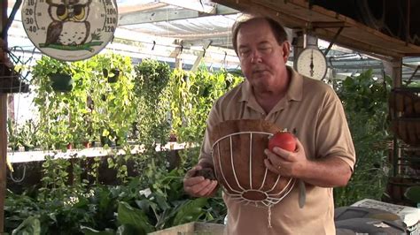 Tomato plants need to be supported by something as they grow; How to Make a Hanging Tomato Planter Stand - YouTube