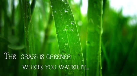 Is grass really green on the other side? Grass Is Greener Quotes. QuotesGram