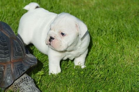 Use the search tool below and browse adoptable english. English Bulldog Puppies For Sale | Bay City, MI #163590