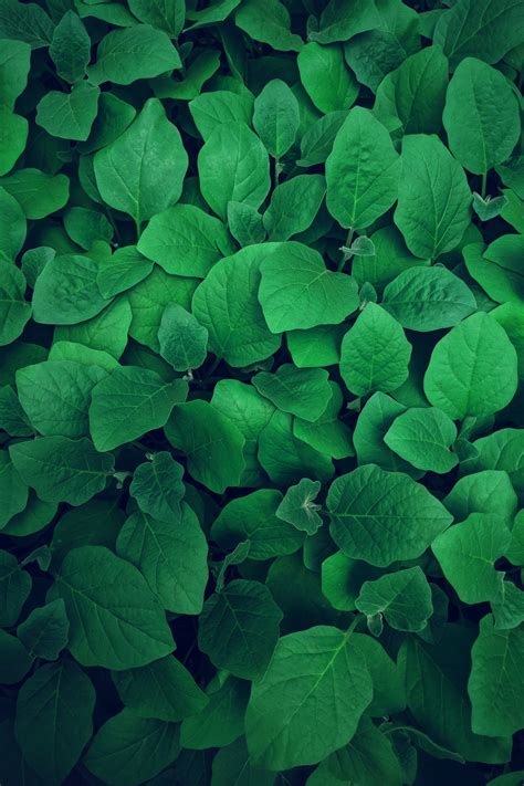 Find the best leaf background on wallpapertag. Green Wallpapers: Free HD Download 500+ HQ | Unsplash