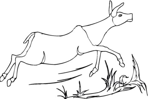 Printable adult coloring page mandala pronghorn antelope. Pronghorn Antelope coloring, Download Pronghorn Antelope ...
