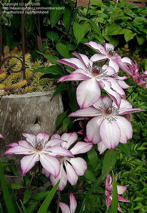 12 more photos view gallery. Clematis 'Omoshiro' | Clematis, Clematis care, Plants